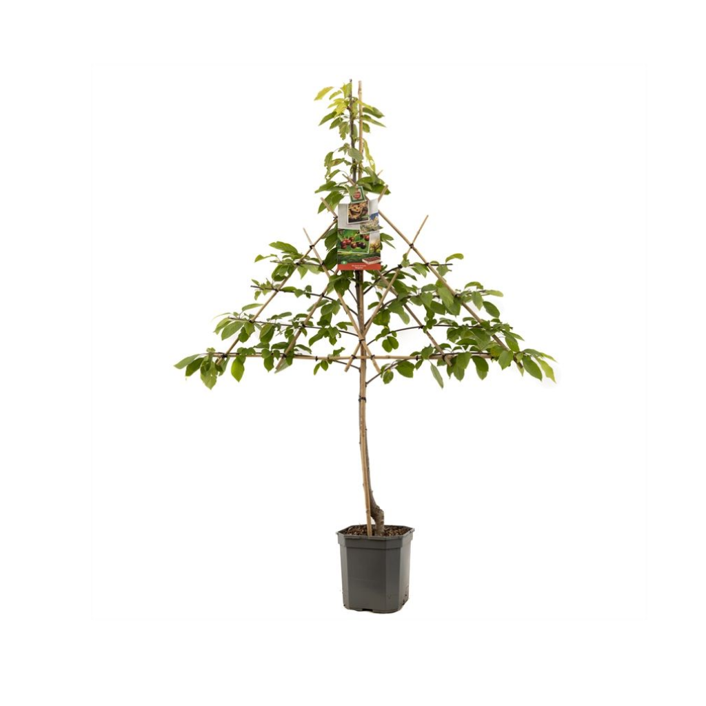 Zoete kers (Prunus avium Regina leivorm) H 160 ø 24 cm