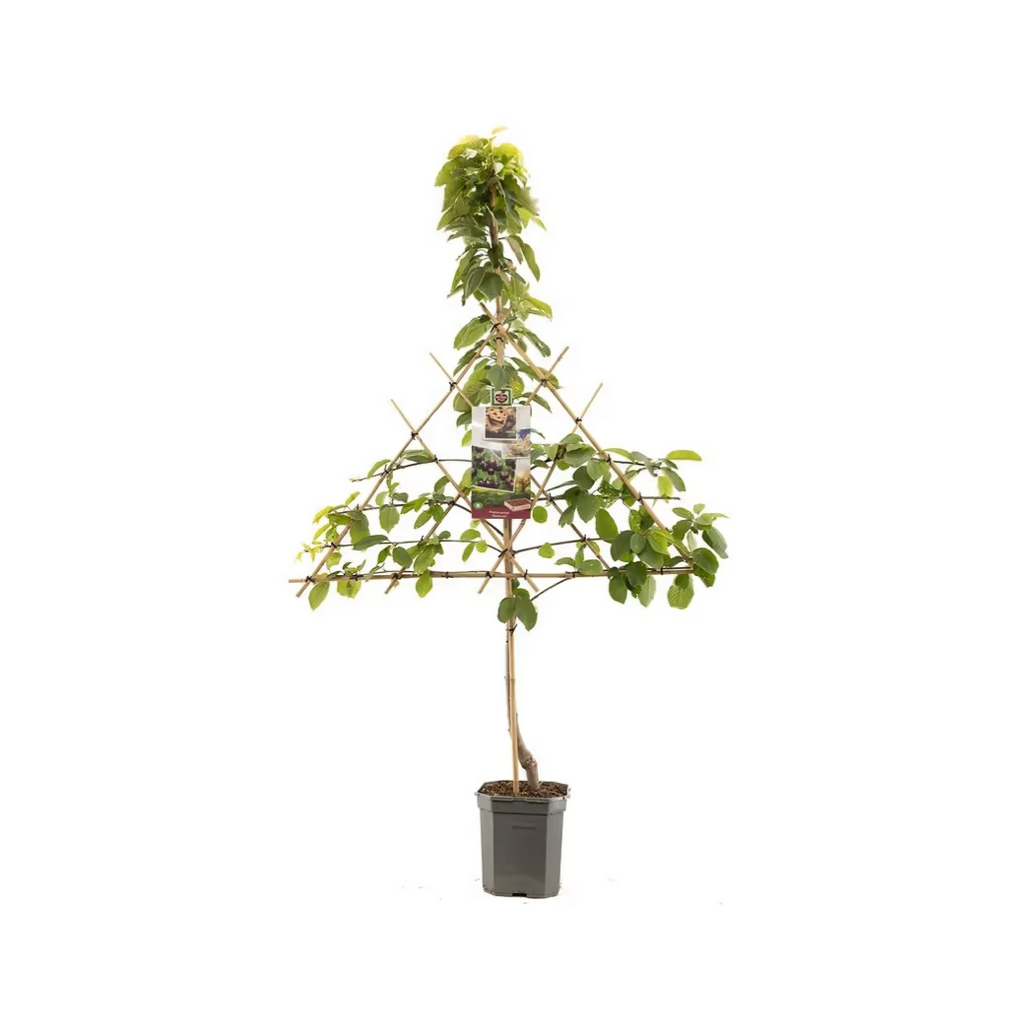 Zoete kers (Prunus avium Sunburst leivorm) H 160 ø 24 cm