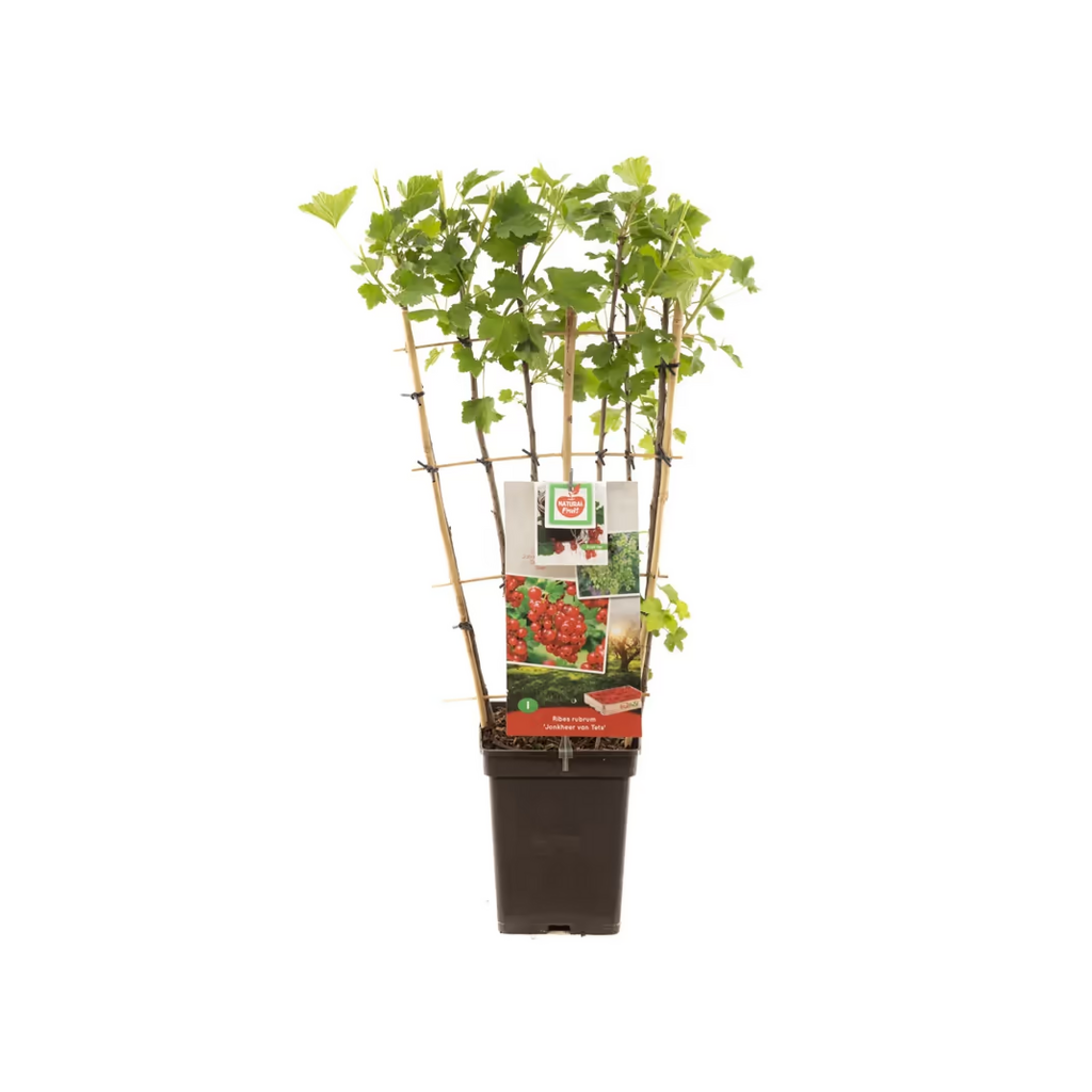 Rode bes, vroeg rijpend (Ribes rubrum Jonkh. v Tets leivorm) H 70 ø 18 cm