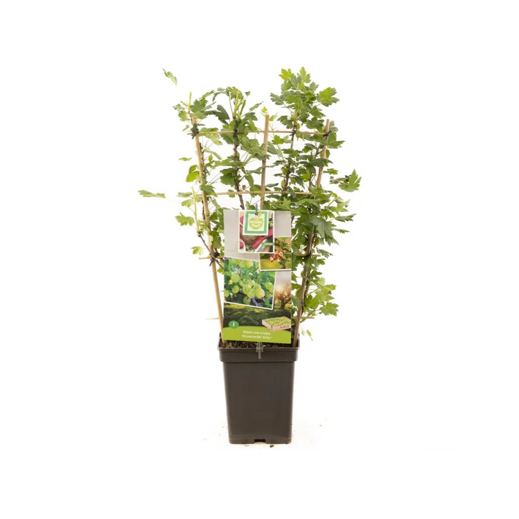Gele kruisbes (Ribes uva-cr. Hinnonmäki Grön lei) H 70 ø 18 cm