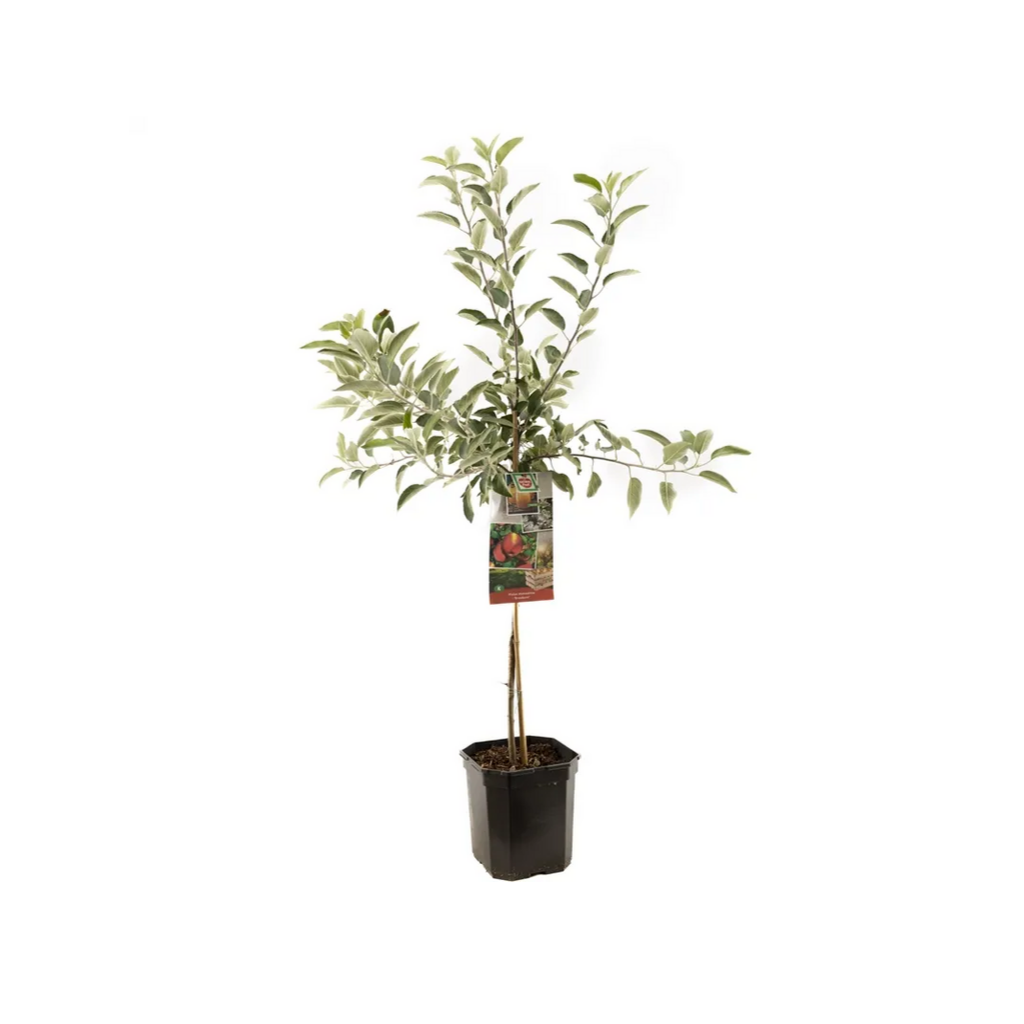 Handappel (Malus dom. Braeburn laagstam) H 160 ø 24 cm