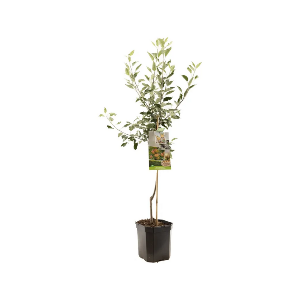 Handappel (Malus dom. Cox's Orange P. laagst) H 160 ø 24 cm