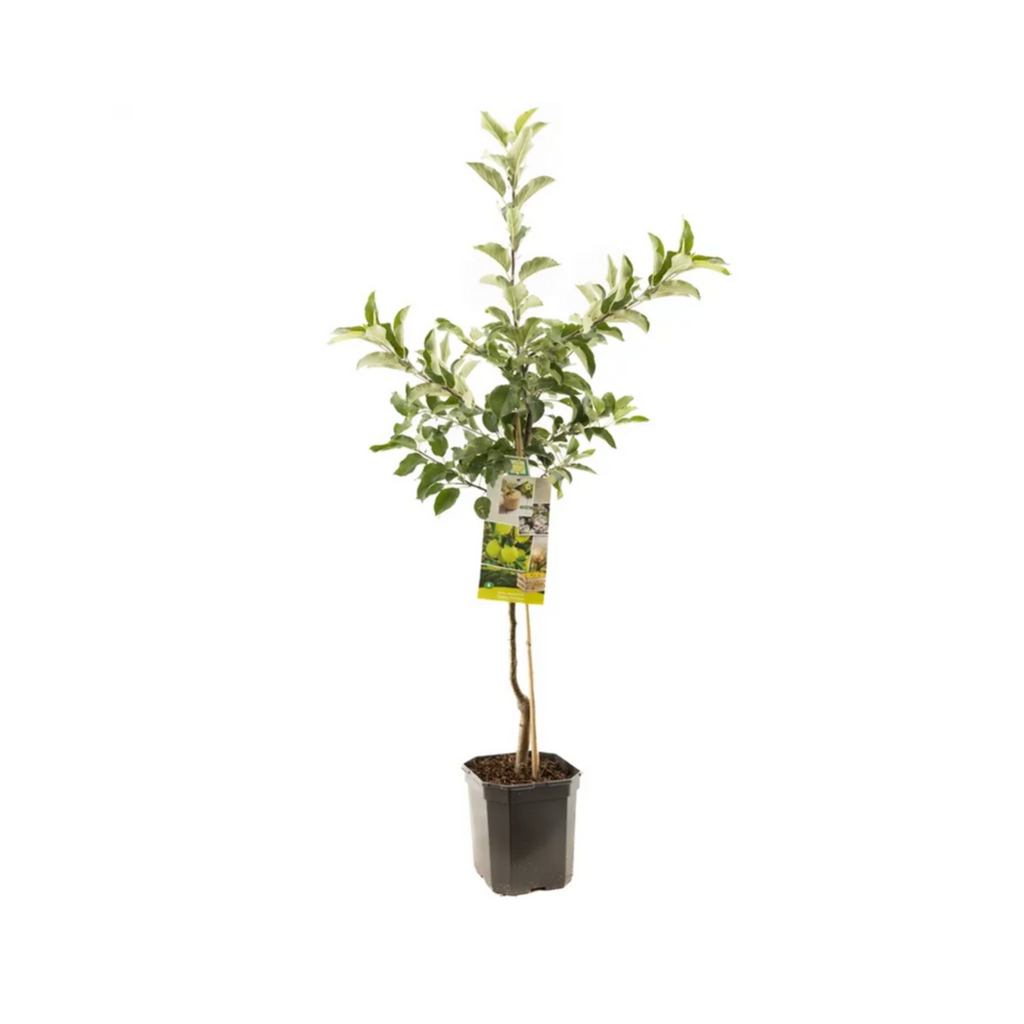 Gele handappel (Malus dom. Golden Delicious laagst) H 160 ø 24 cm