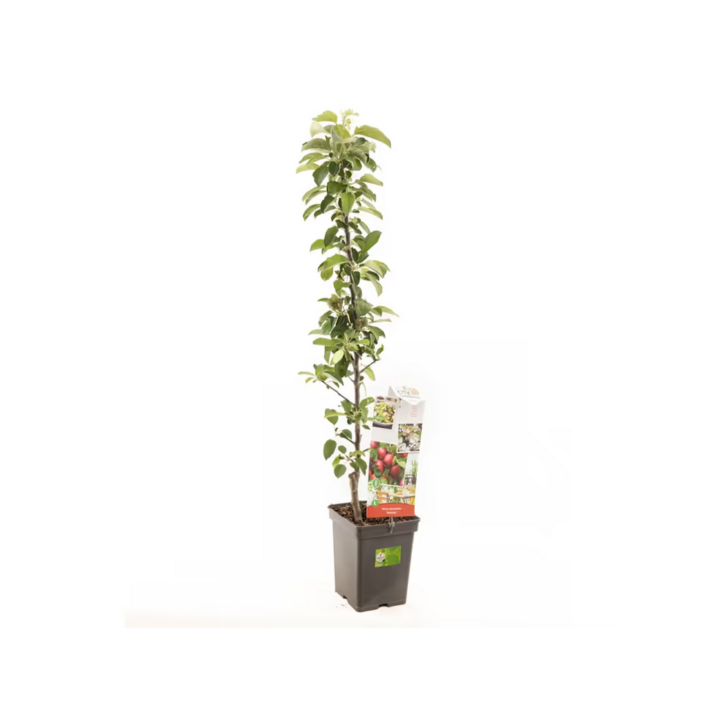 Rode appel (Malus dom. Redcats zuilvorm) H 110 ø 18 cm