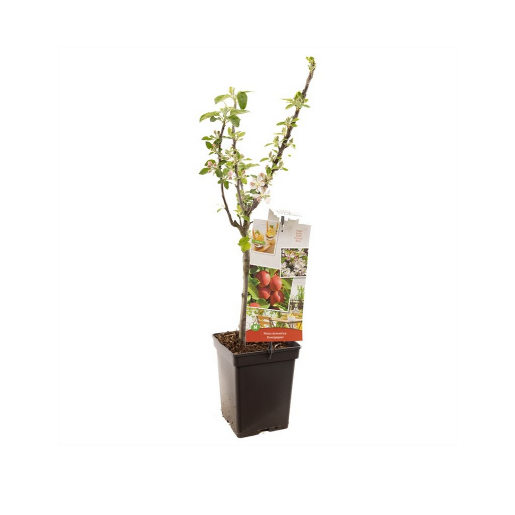 Dwergappel (Malus dom. Dwergappel) H 90 ø 18 cm