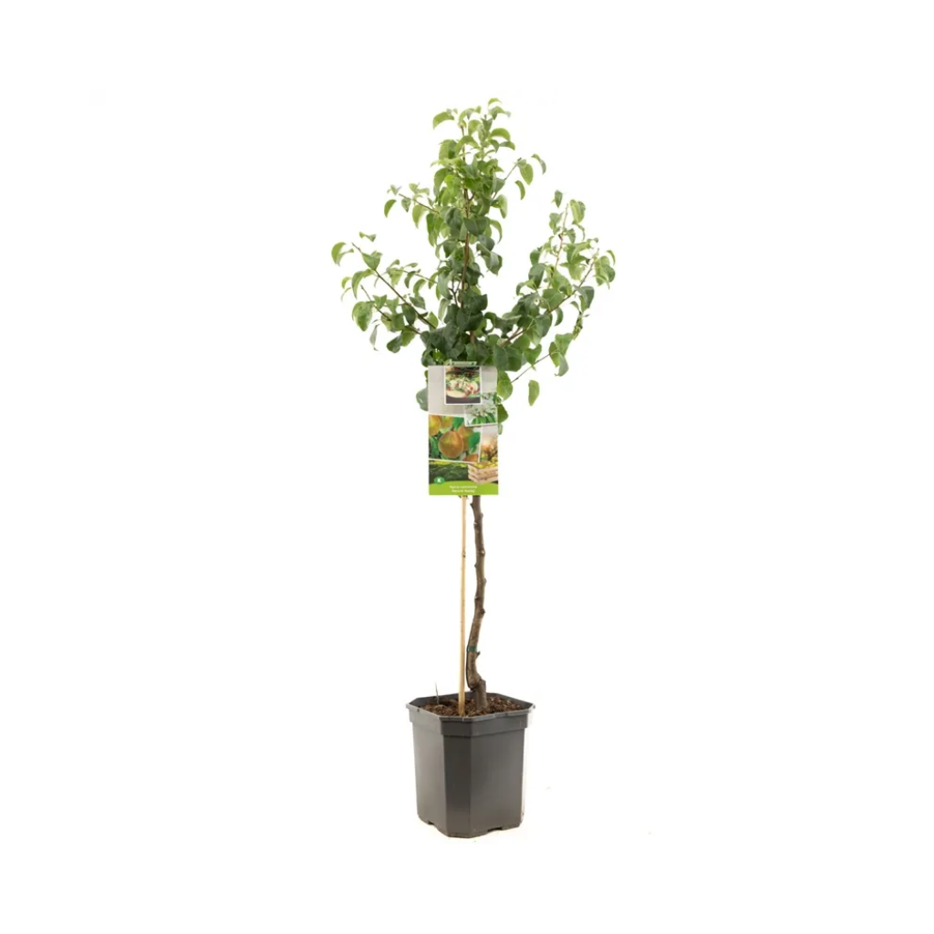 Zoete handpeer (Pyrus comm. Beurré Hardy laagstam) H 160 ø 24 cm