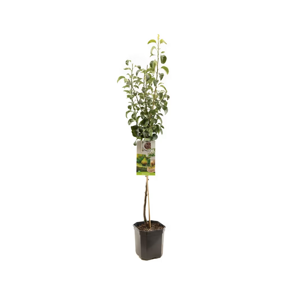 Zomerpeer/handpeer (Pyrus comm. Clapp's Favourite laag) H 160 ø 24 cm
