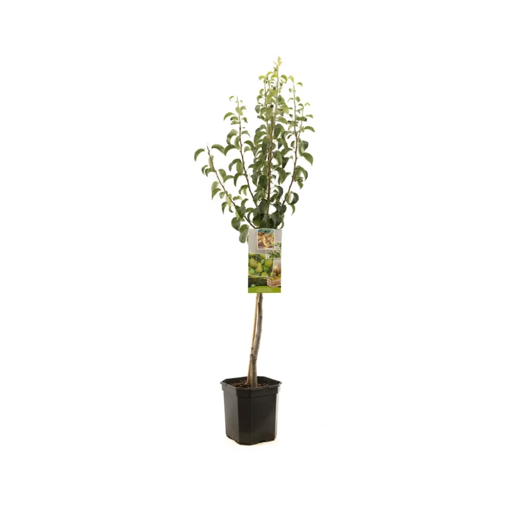 Handpeer (Pyrus comm. Doyenné du Comice laag) H 160 ø 24 cm