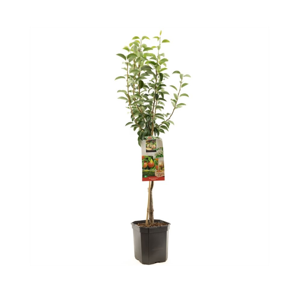 Handpeer (Pyrus comm. Williams laagstam) H 160 ø 24 cm