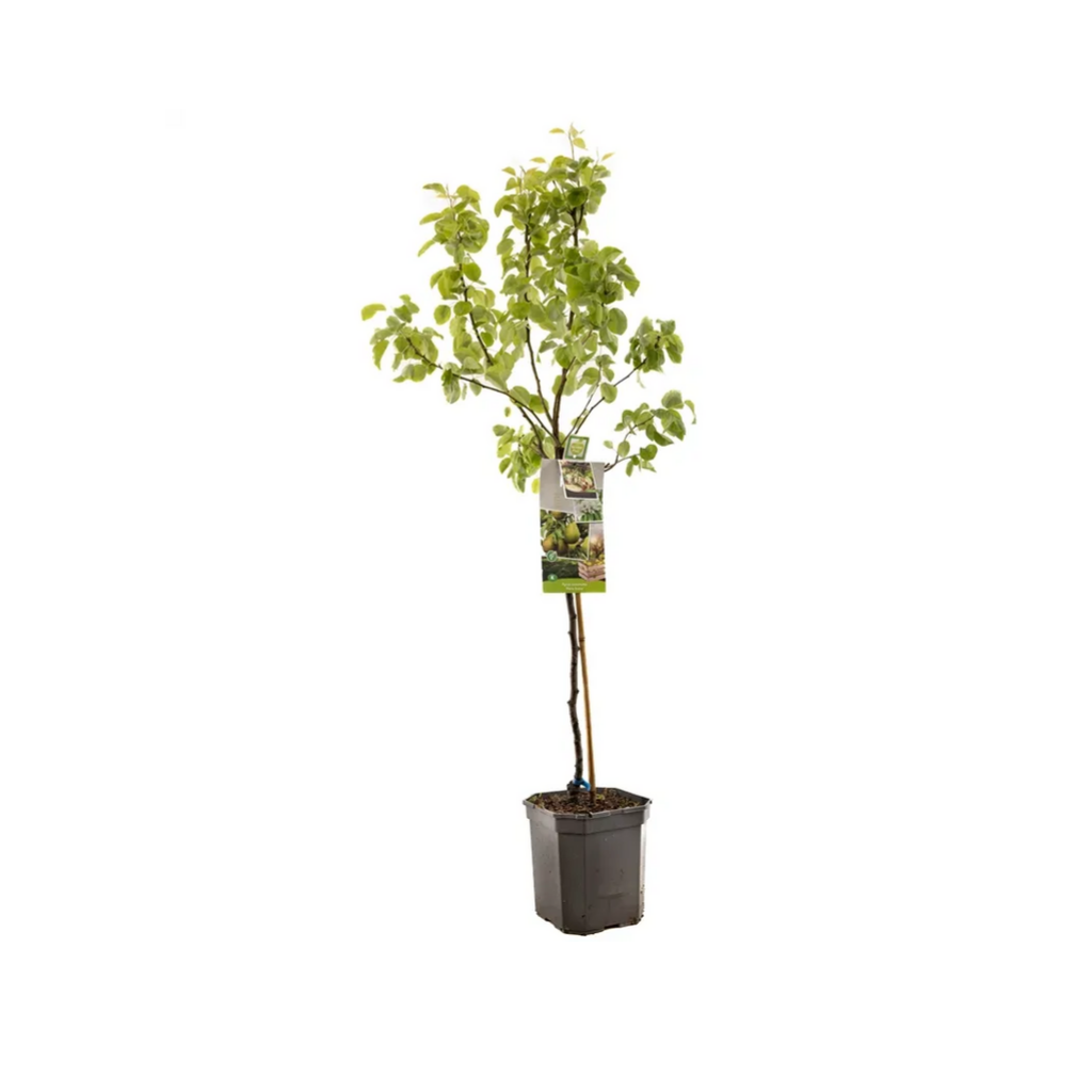 Handpeer (Pyrus comm. Para Dulce laagstam) H 160 ø 24 cm