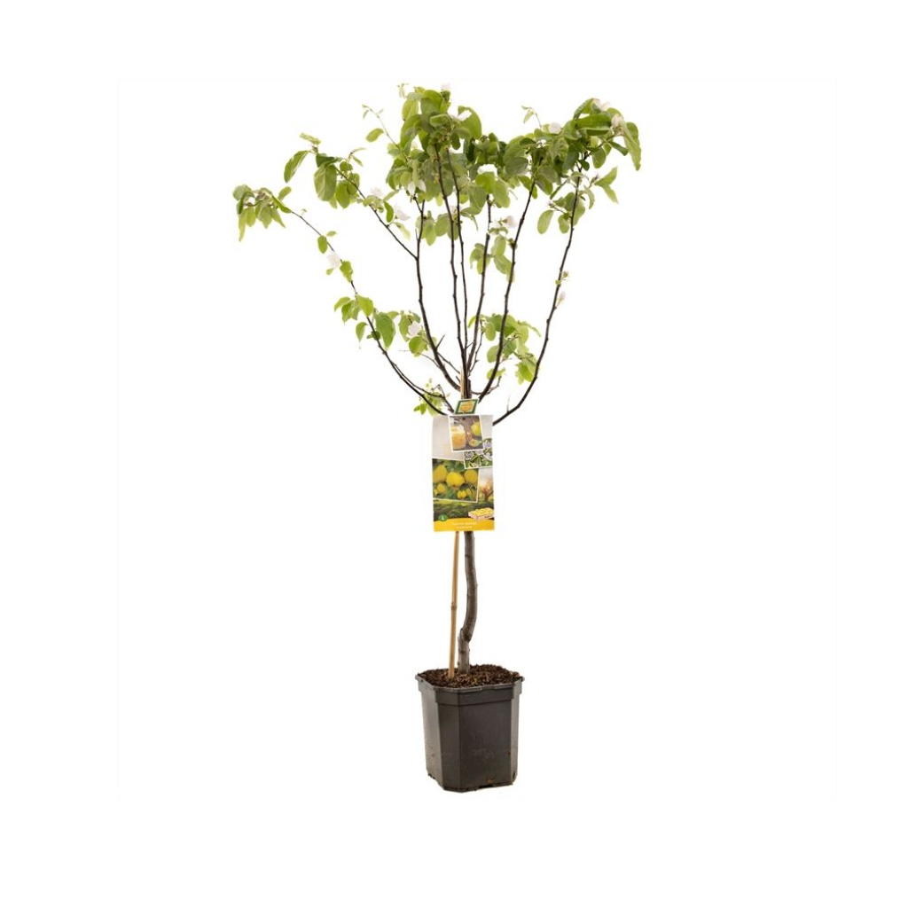 Kweepeer (Cydonia oblonga Kweepeer appel laag) H 160 ø 24 cm