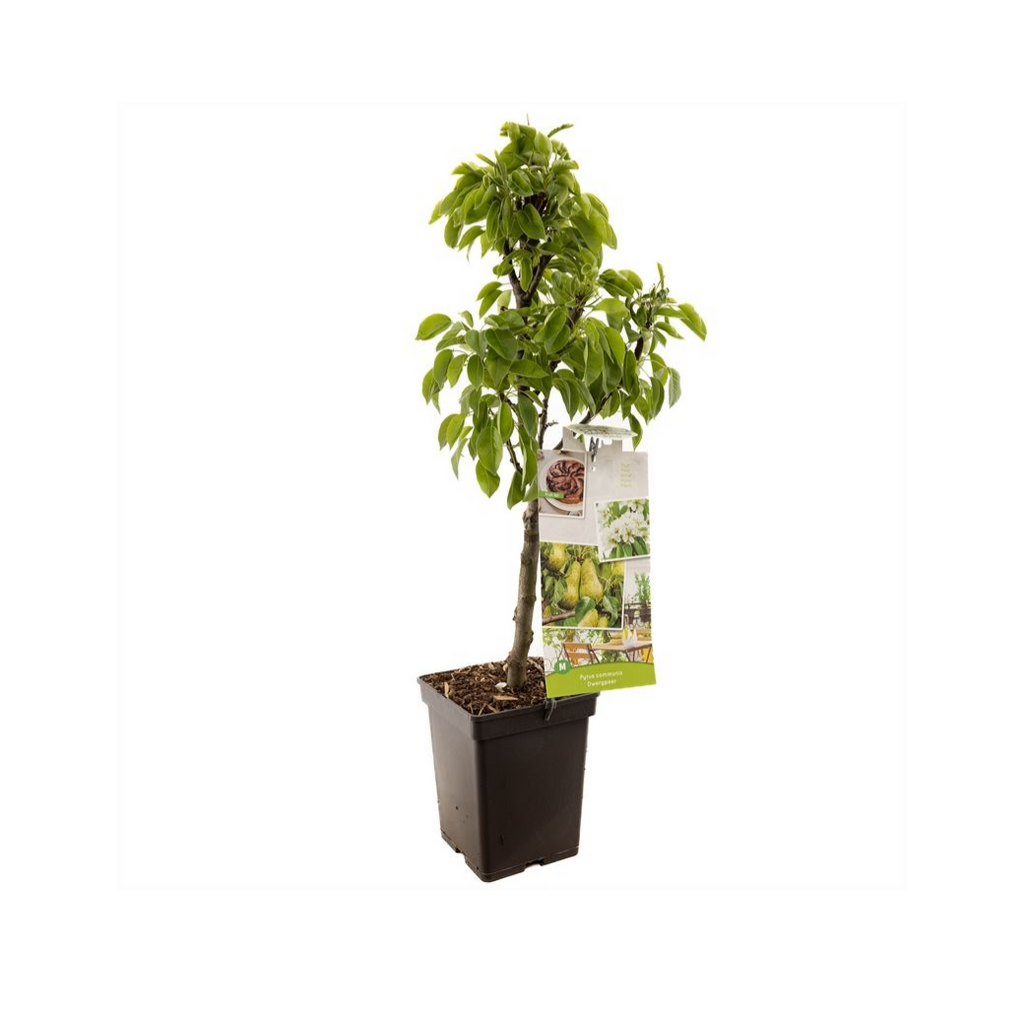 Dwergpeer (Pyrus comm. Dwergpeer) H 90 ø 18 cm