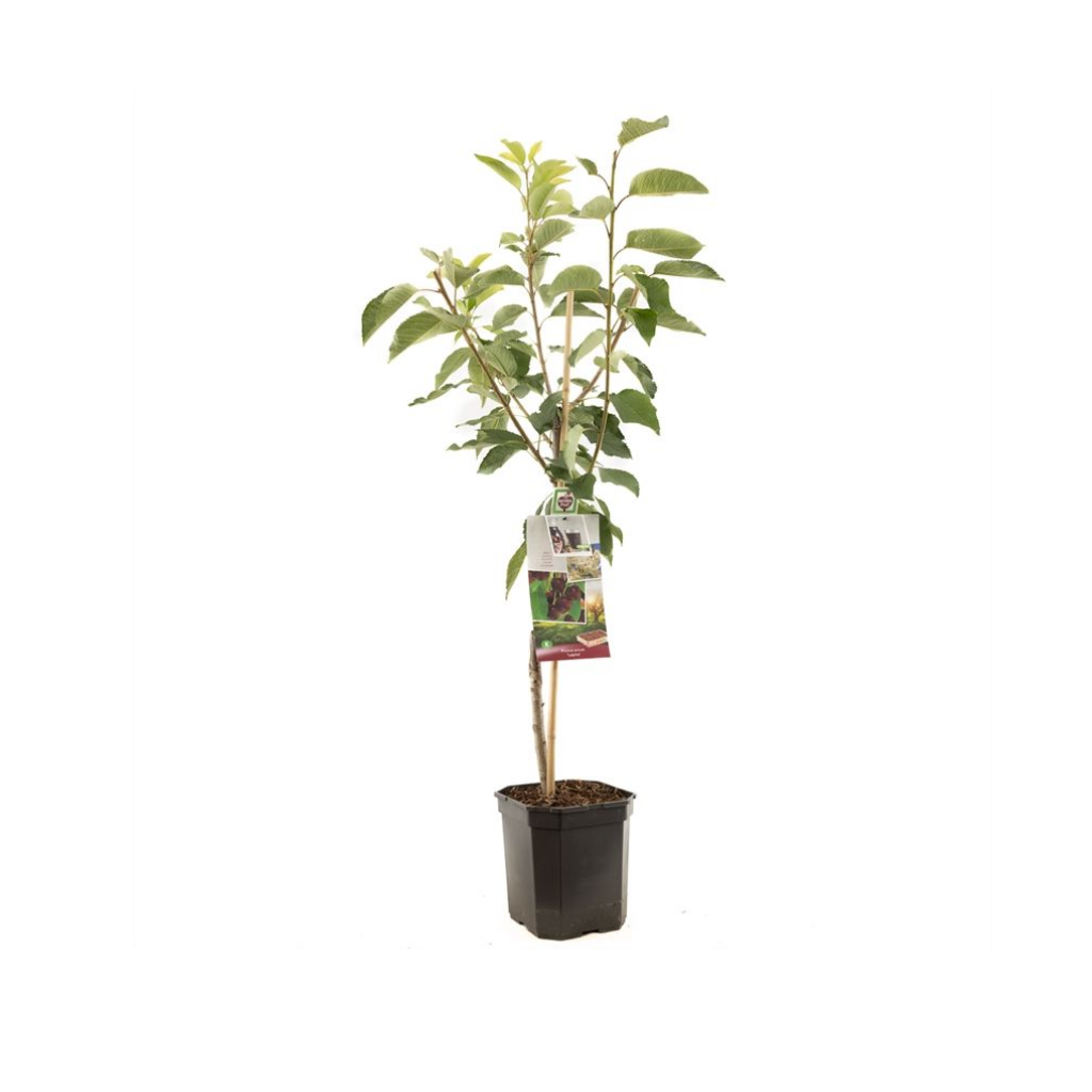 Zoete kers (Prunus avium Lapins laagstam) H 160 ø 24 cm