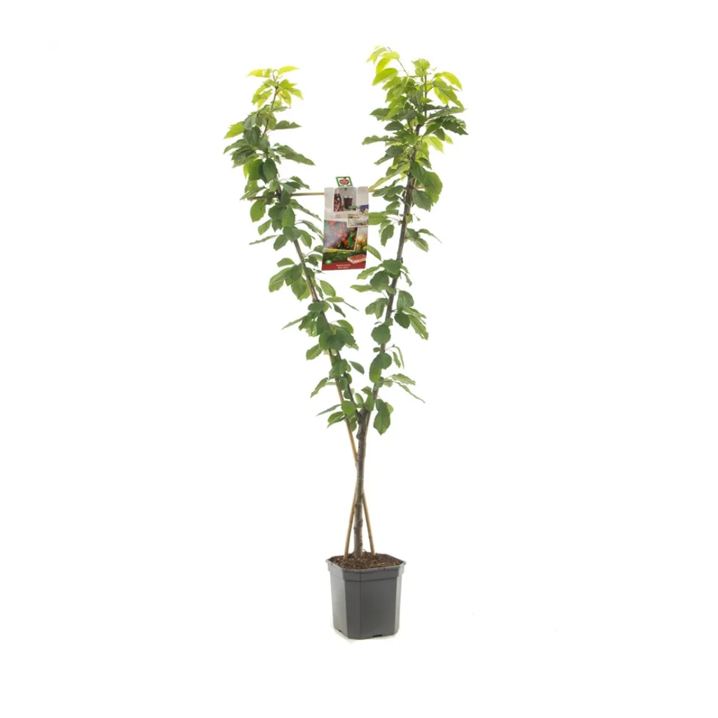 V-Vorm kers (Prunus avium Duo-kers) H 160 ø 24 cm