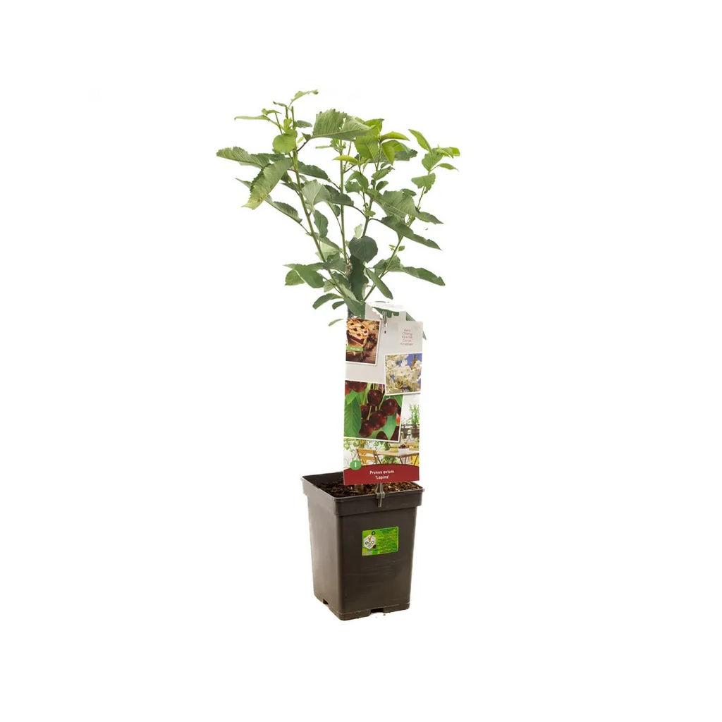 Zoete kers (Prunus avium Lapins Patio) H 90 ø 18 cm