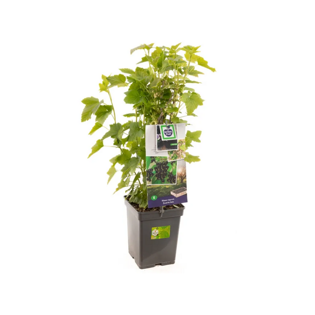 Zwarte bes (Ribes nigrum Titania H 60 ø 18 cm