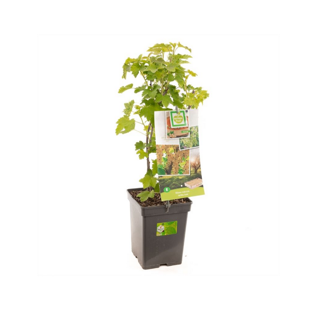 Witte bes (Ribes rubrum) H 60 ø 18 cm