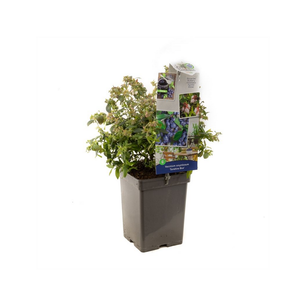 Blauwe bes (Vaccinium corymbosum Sunshine Blue) H 50 ø 18 cm