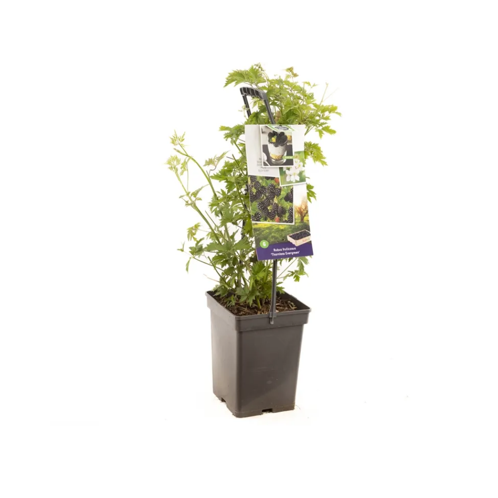 Doornloze braam (Rubus frut. Thornl Evergreen - draa) H 65 ø 18 cm