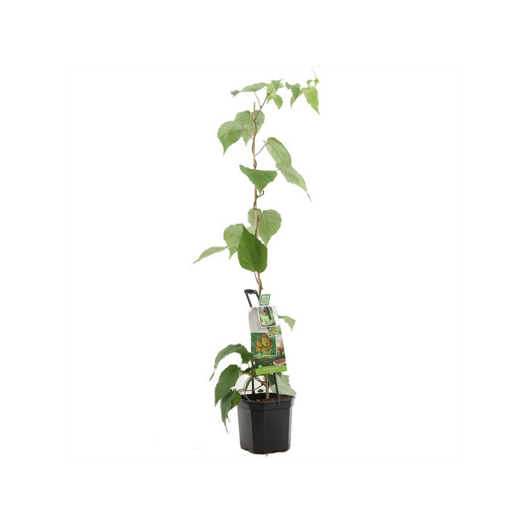 Zelfbestuivende kiwi (Actinidia ch. Jenny P24) H 150 ø 24 cm