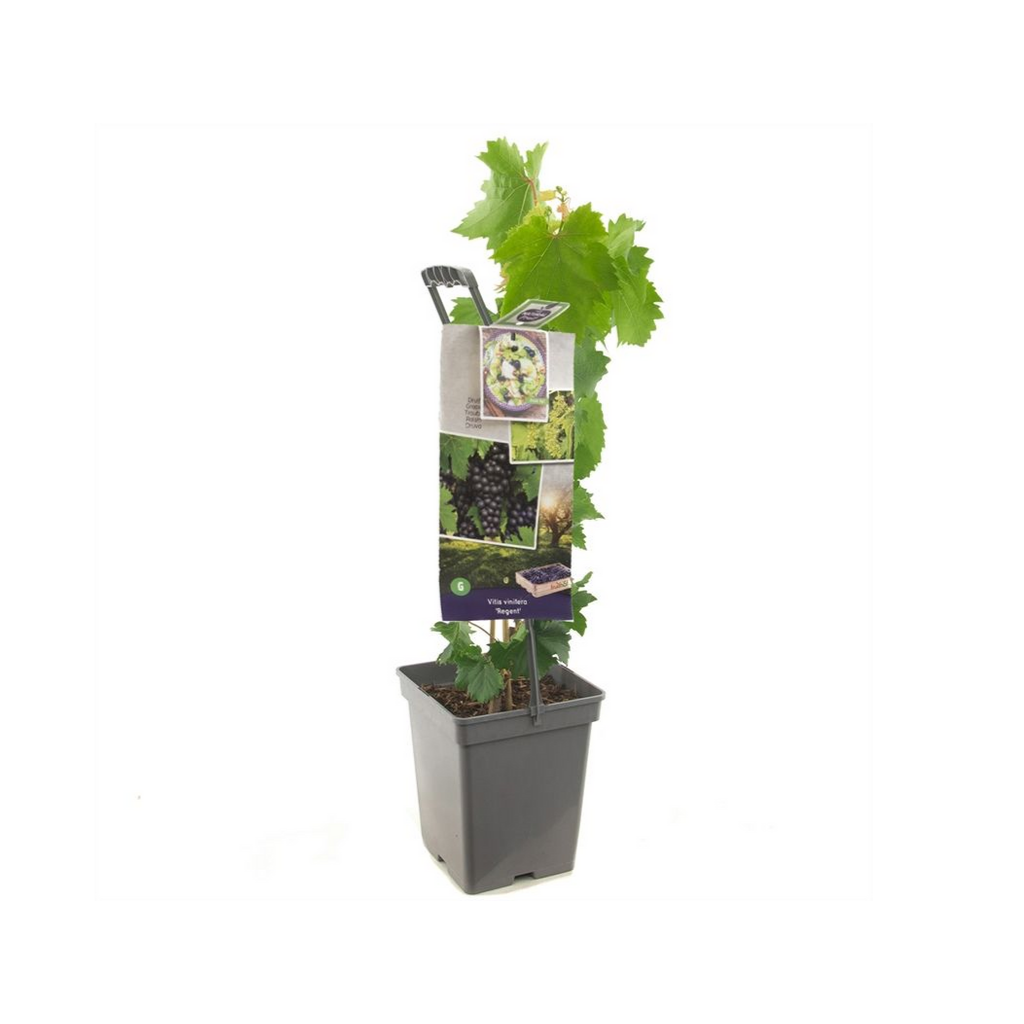Blauwe tafeldruif (Vitis vin. Regent - draagbeugel) H 65 ø 18 cm