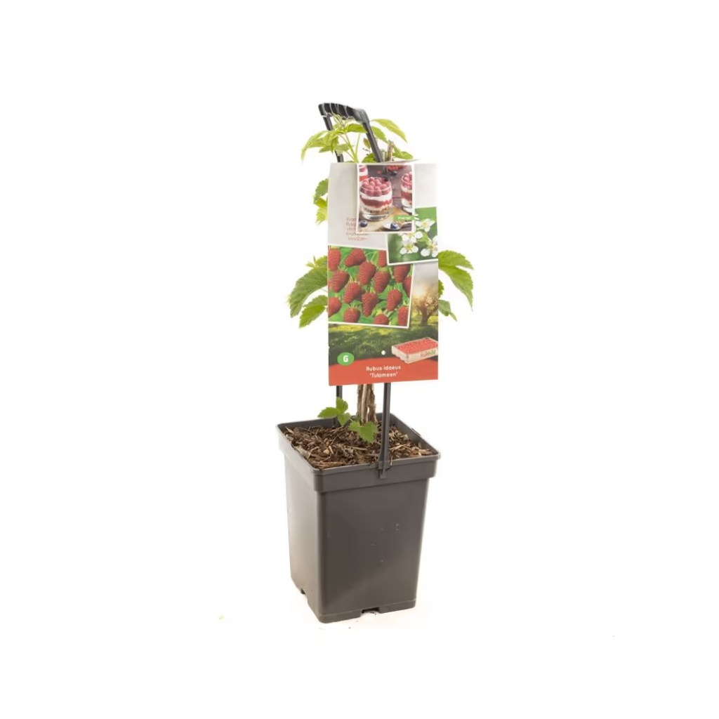 Rode zomerframboos (Rubus id. Tulameen - draagbeugel) H 65 ø 18 cm