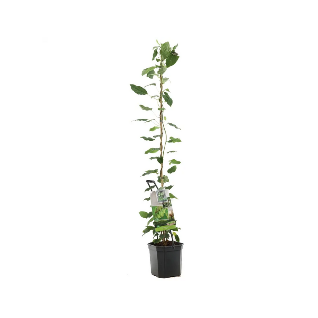 Zelfbestuivende mini-kiwi (Actinidia arguta Issai P24) H 150 ø 24 cm