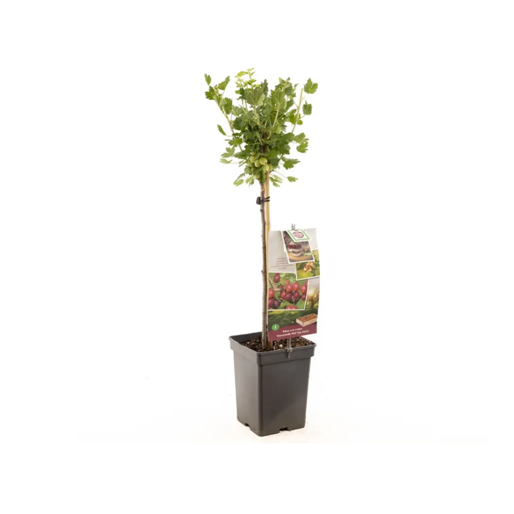 Rode kruisbes (Ribes uva-cr. Hinnonmäki Röd stam) H 120 ø 18 cm