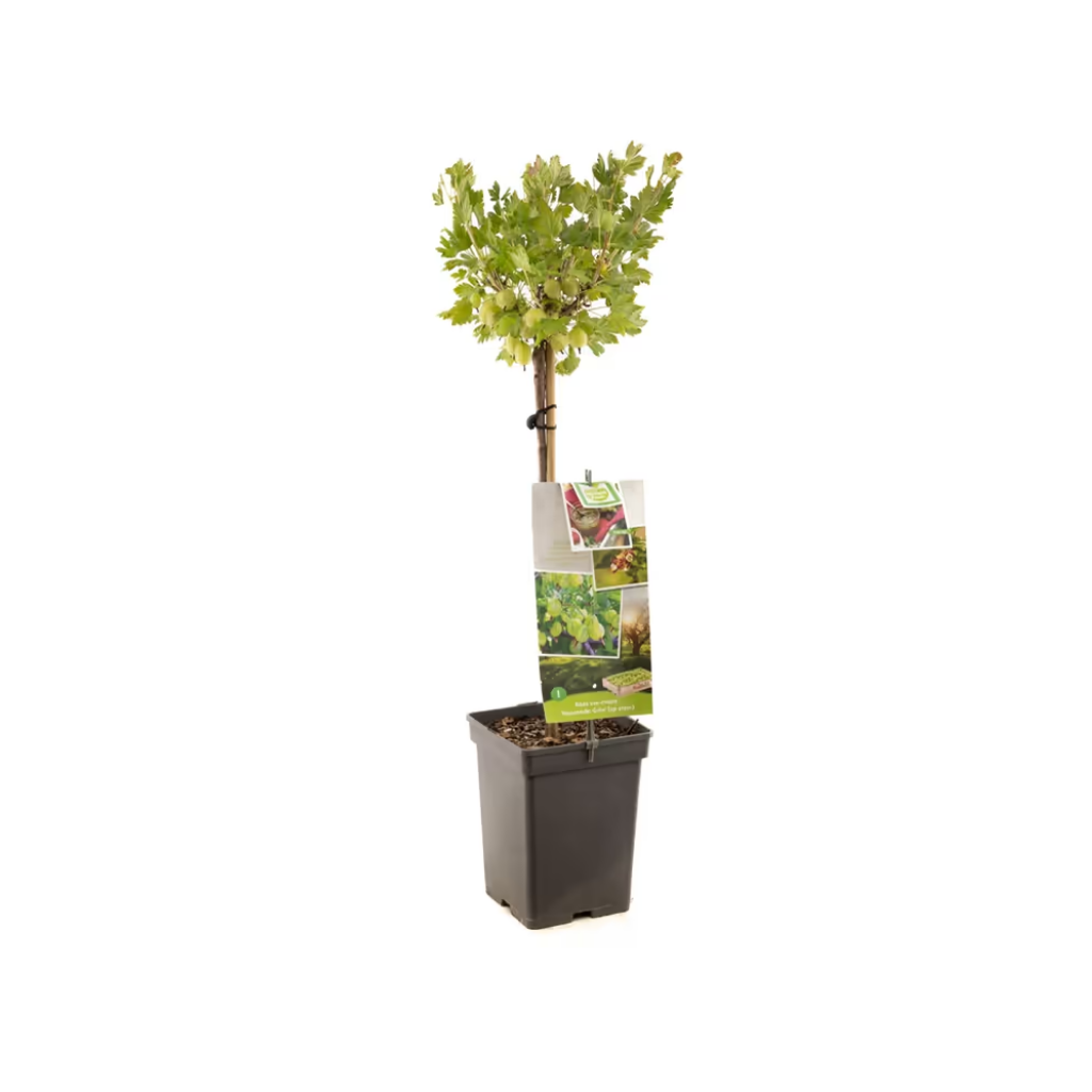 Groene kruisbes (Ribes uva-cr. Hinnonmäki Grön stam) H 120 ø 18 cm