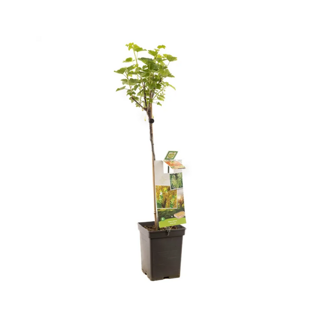 Witte bes (Ribes rubrum Witte bes op stam) H 120 ø 18 cm