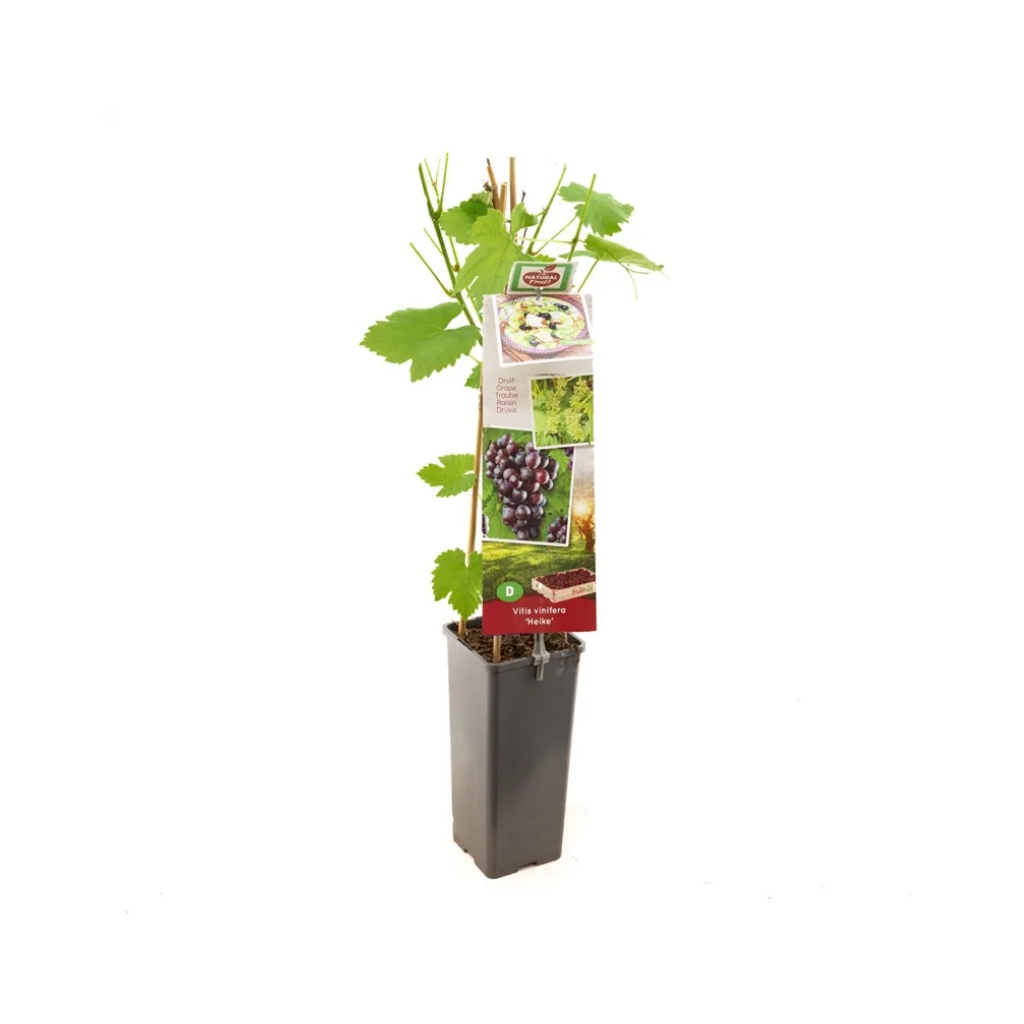 Pitloze rood/paarse druif (Vitis vinifera Heike) H 60 ø 11 cm cm
