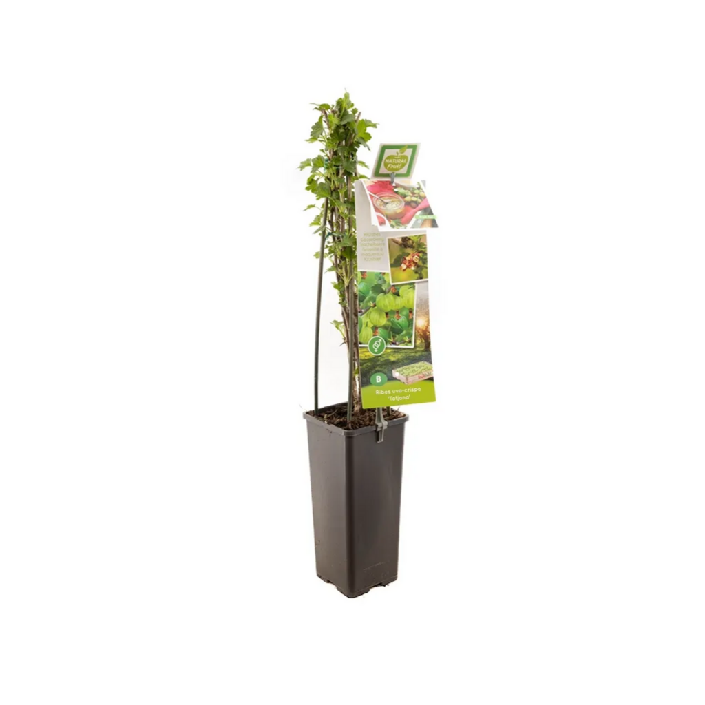 Doornloze kruisbes (Ribes uva-cr. Tatjana) H 60 ø 11 cm cm