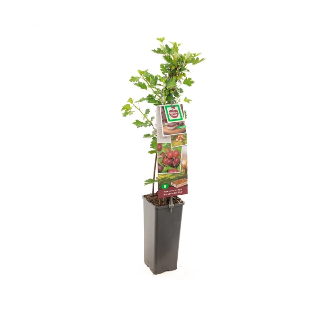 Rode kruisbes (Ribes uva-cr. Hinnonmäki Röd) H 60 ø 11 cm cm