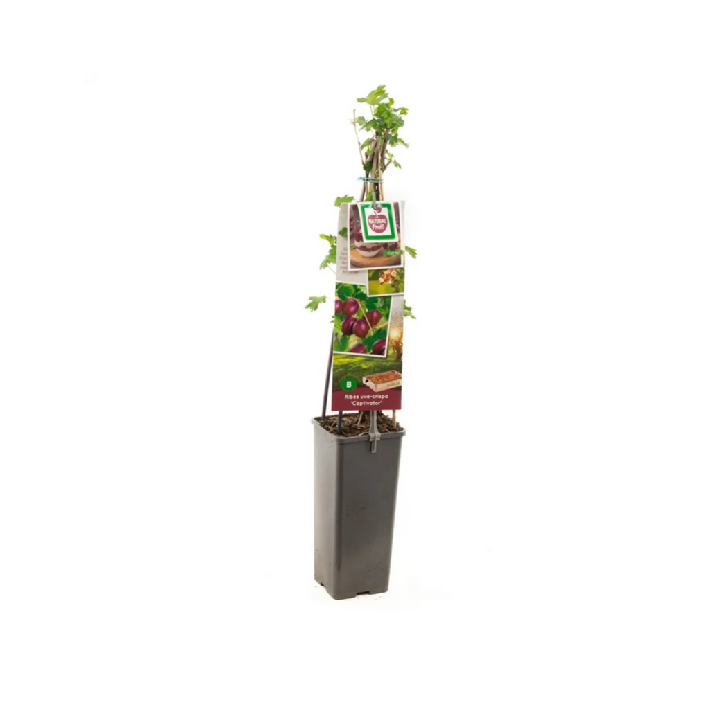 Doornloze kruisbes, resistent (Ribes uva-cr. Captivator) H 60 ø 11 cm cm