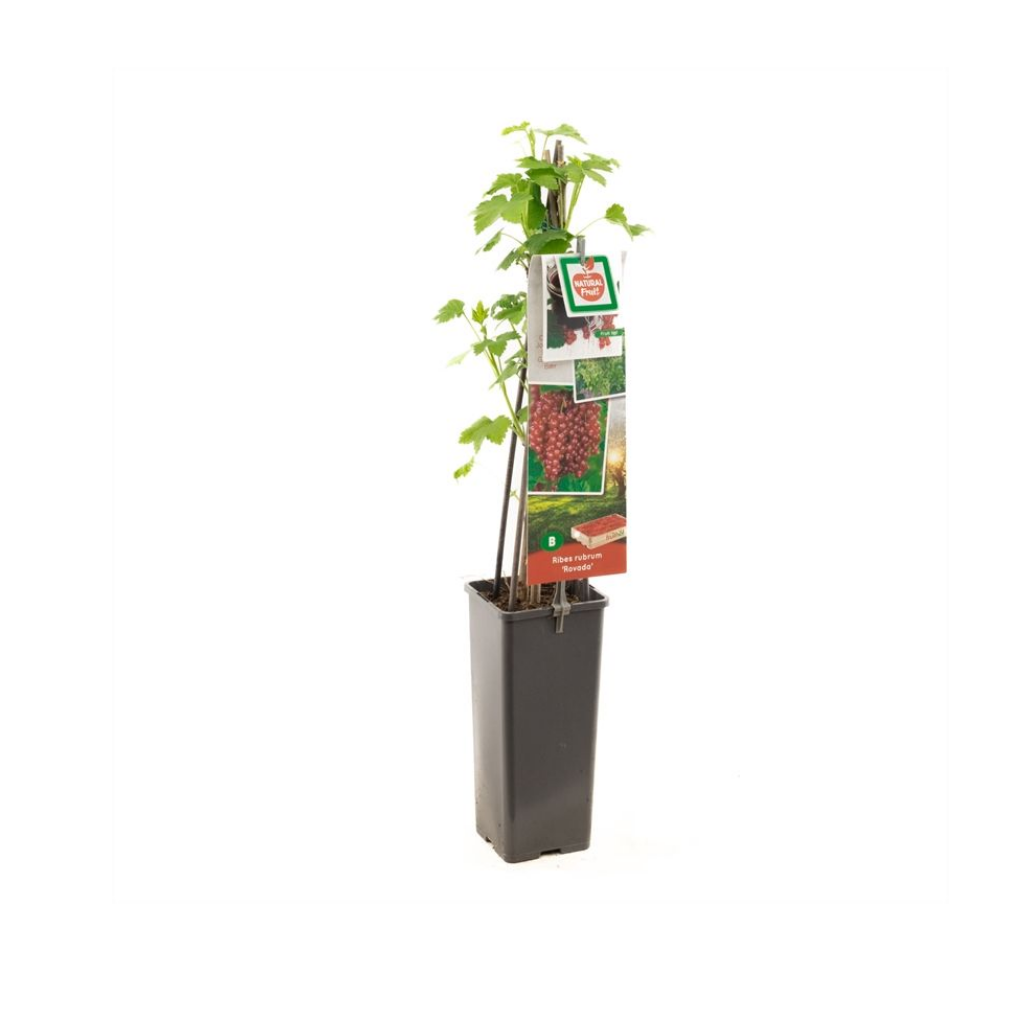 Ribes rubrum Rovada - Laat rijpend H 60 ø 11 cm cm
