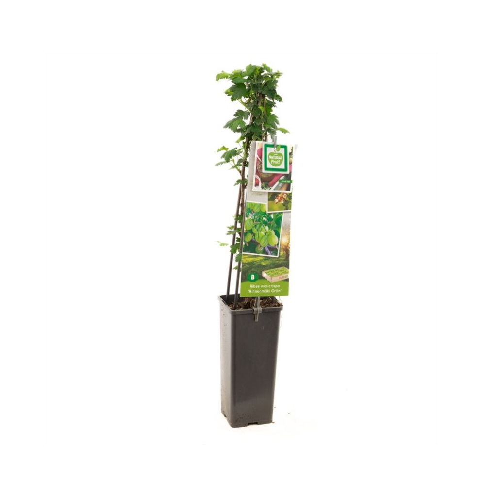 Groene kruisbes (Ribes uva-cr. Hinnonmäki Grön) H 60 ø 11 cm cm