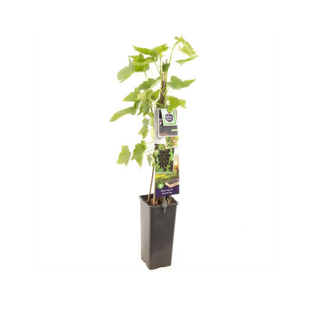 Zwarte bes (Ribes nigrum Titania (zwarte bes)) H 60 ø 11 cm cm