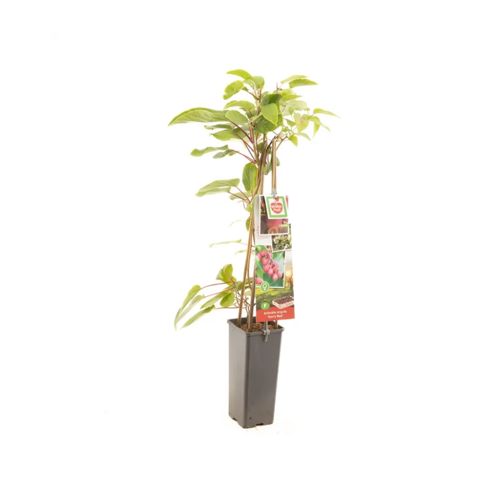 Rode kiwibes vrouwelijk (Actinidia arguta Ken's Red) H 60 ø 11 cm cm