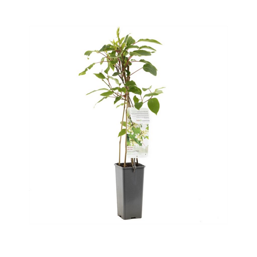 Mannelijke kiwibes (Actinidia arguta Weikii) H 60 ø 11 cm cm