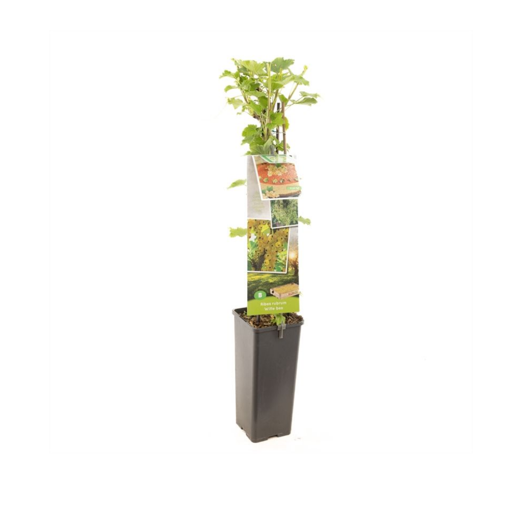 Witte bes (Ribes rubrum Witte bes) H 60 ø 11 cm cm