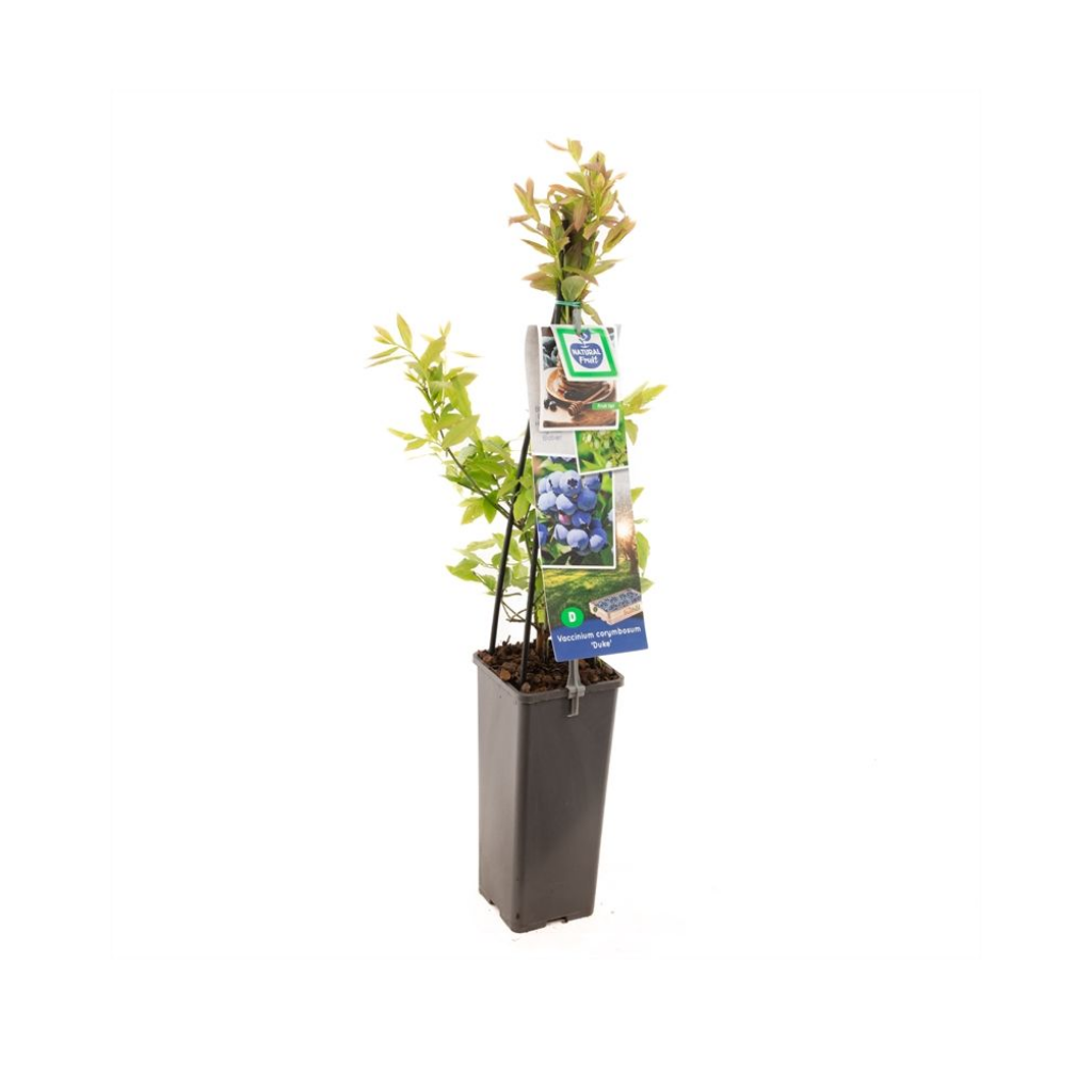 Blauwe bes (Vaccinium corymbosum Duke) H 60 ø 11 cm cm
