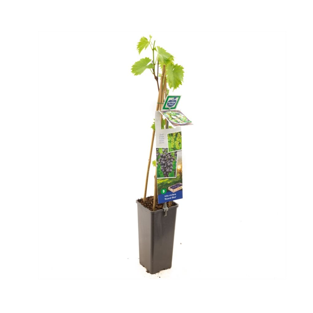 Grote blauwe tafel- en wijndruif (Vitis vinifera Muscat Blue) H 60 ø 11 cm cm