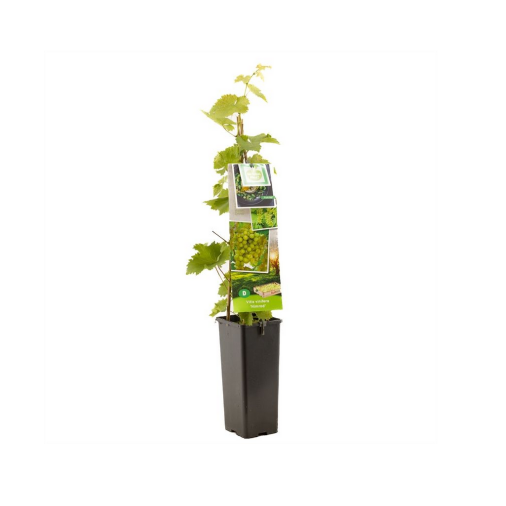 Pitloze witte druif (Vitis vinifera Himrod) H 60 ø 11 cm cm