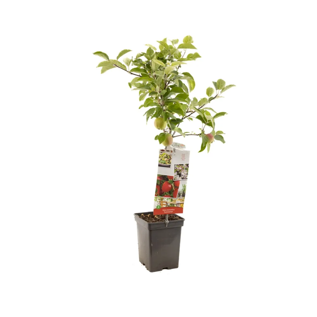 Rode handappel (Malus dom. Summerred Patio) H 90 ø 18 cm