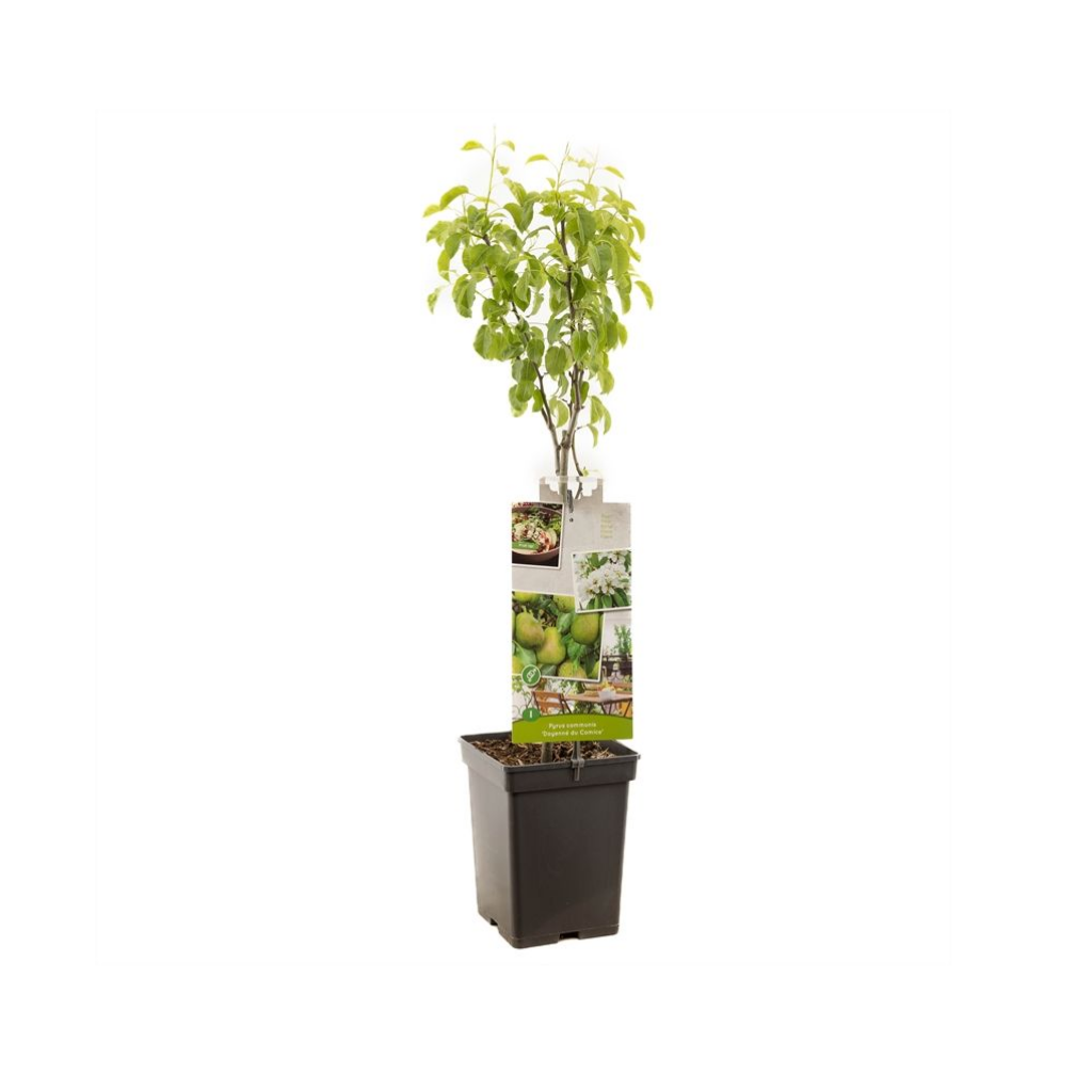 Handpeer (Pyrus comm. Doyenné du Comice Patio) H 90 ø 18 cm