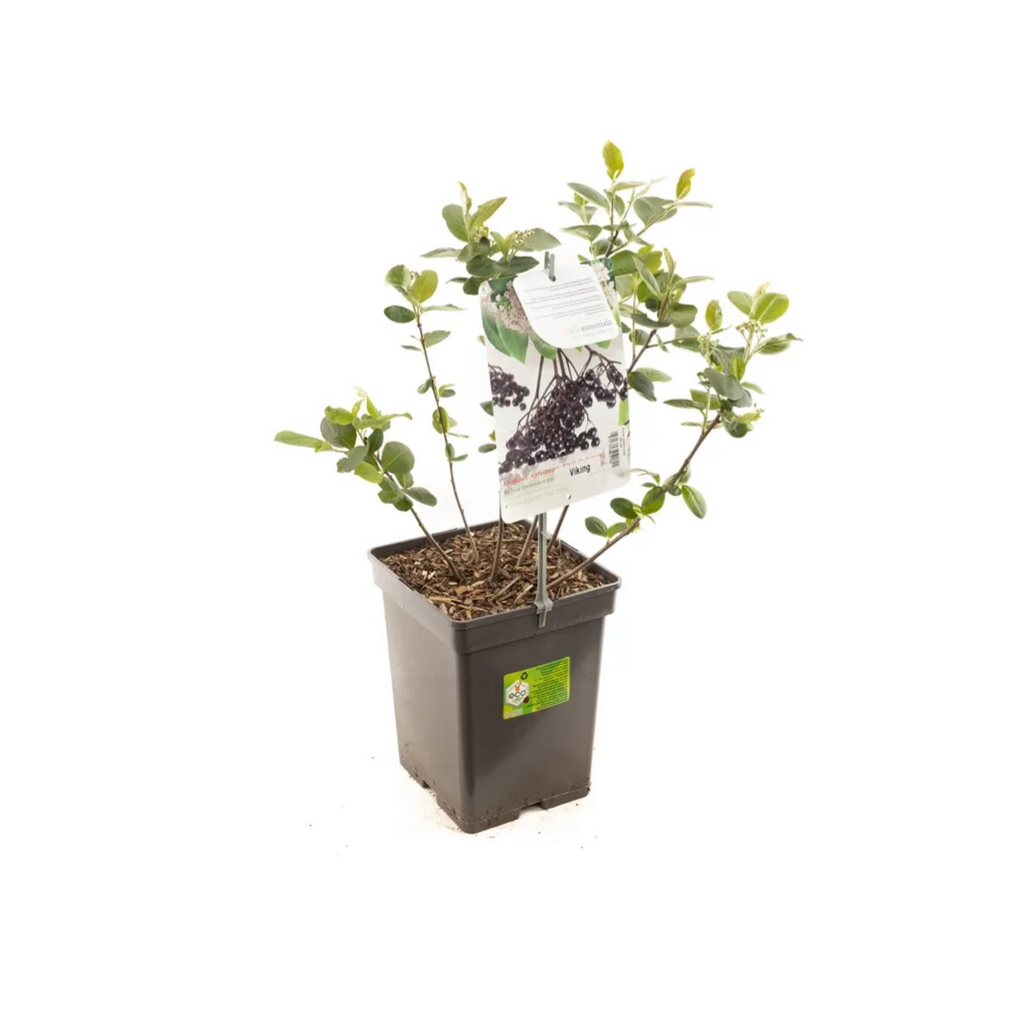 Appelbes (Aronia melanocarpa) H 60 ø 18 cm