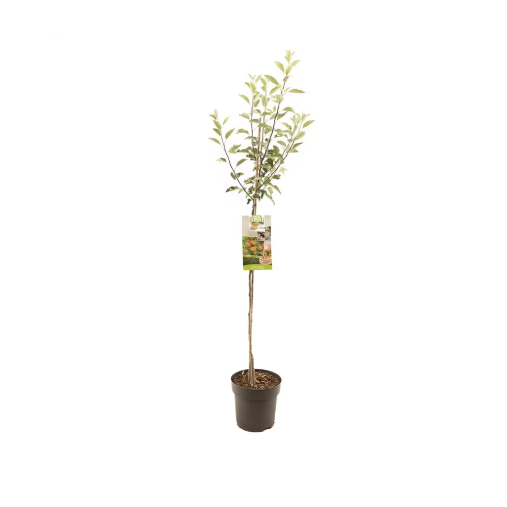 Handappel (Malus dom. Cox's Orange P. halfstam) H 200 ø 27 cm