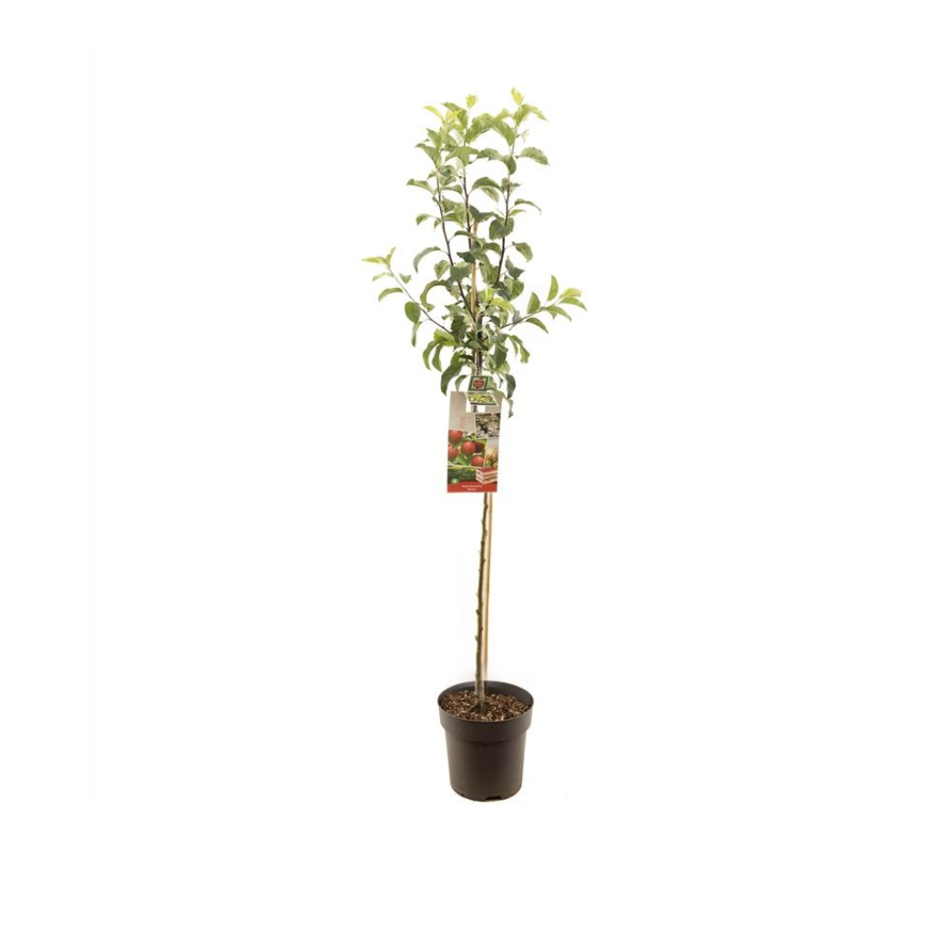 Najaarsappel (Malus dom. Gloster halfstam) H 200 ø 27 cm