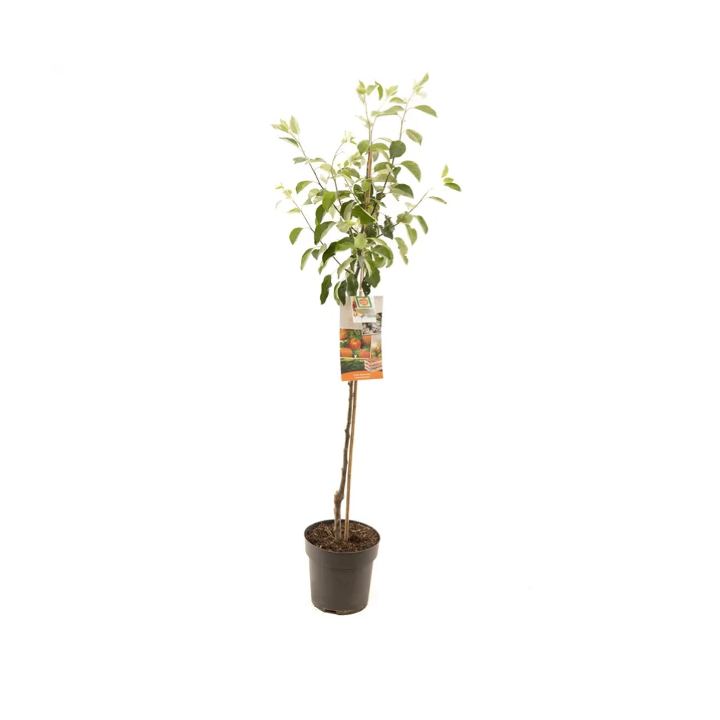Geel-rode hand- en moesappel (Malus dom. James Grieve halfstam) H 200 ø 27 cm