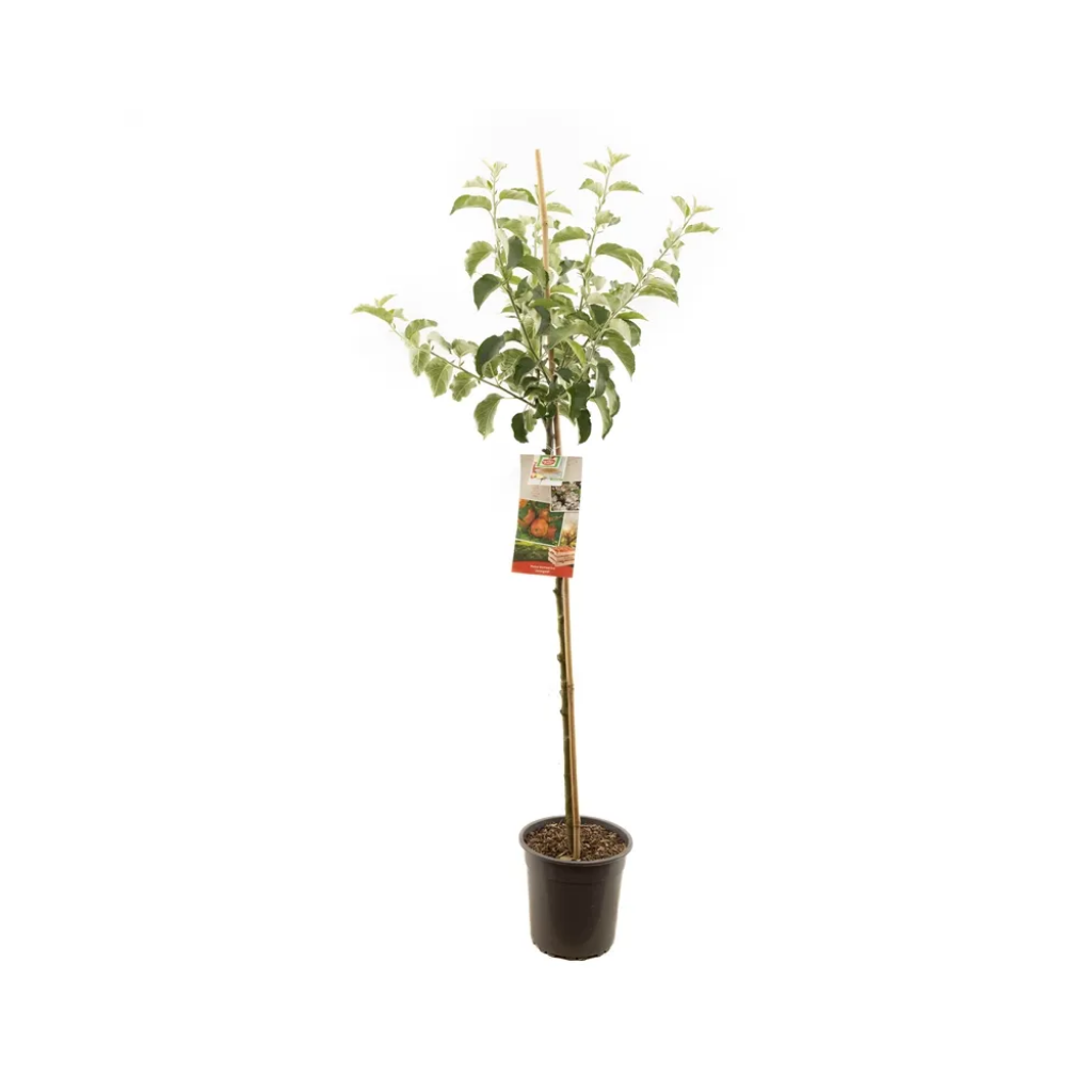 Rode handappel (Malus dom. Jonagold halfstam) H 200 ø 27 cm